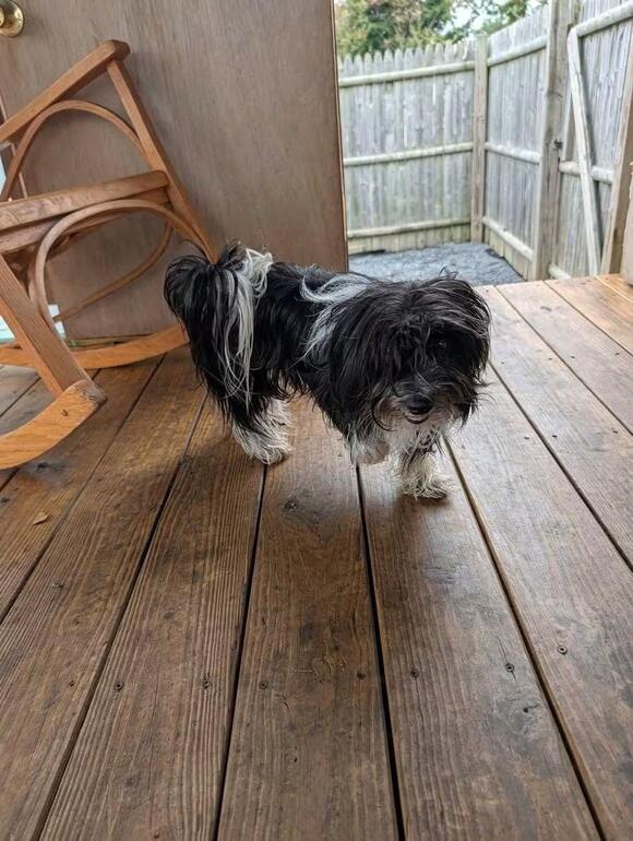 🐶 Playful, Loyal Dogs Ready for Adoption in Johnstown, PA - NewsBreak