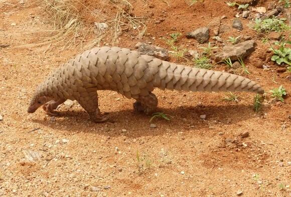6 Amazing Facts About the Pangolin: The World’s Most Armored Mammal ...