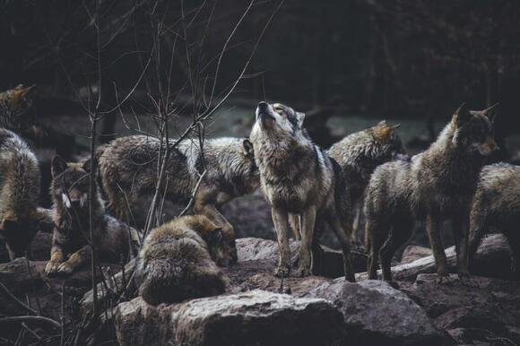 After Tragedy, Yellowstone’s Junction Butte Wolf Pack Regroups and ...