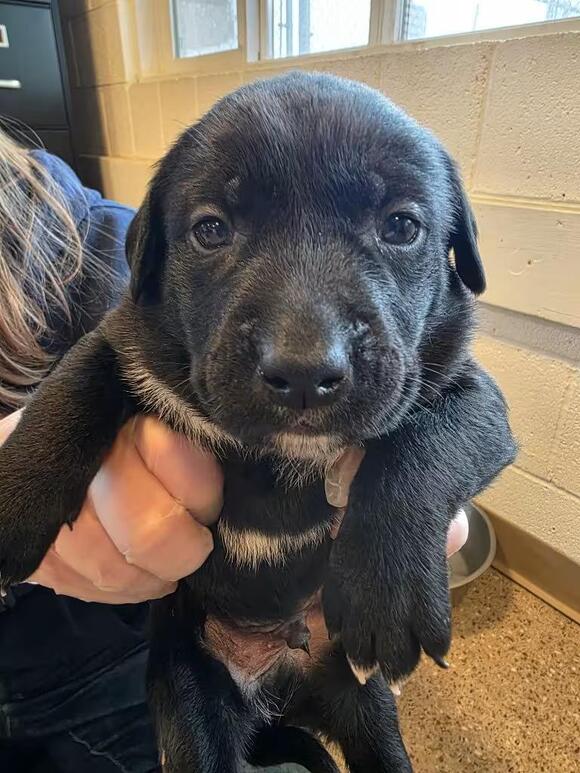 🐶 Labrador Mix Puppies Ready for Adoption in Gold Beach - NewsBreak