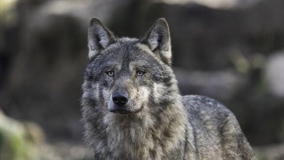10 Fascinating Facts About Wolves That Most People Never Learn - NewsBreak