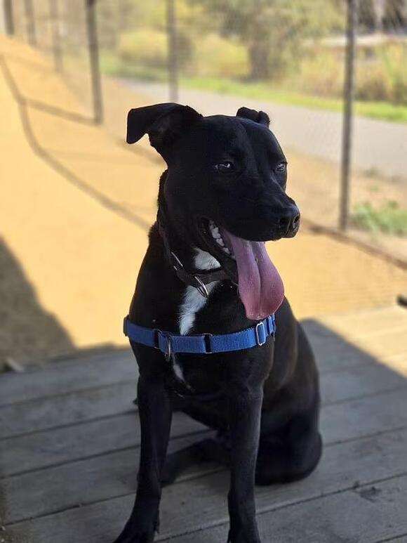 🐶 Playful, Gentle & Loyal Dogs Ready for Adoption in Berkeley - NewsBreak