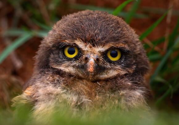 Washington Weighs Endangered Species Protection For Burrowing Owl ...