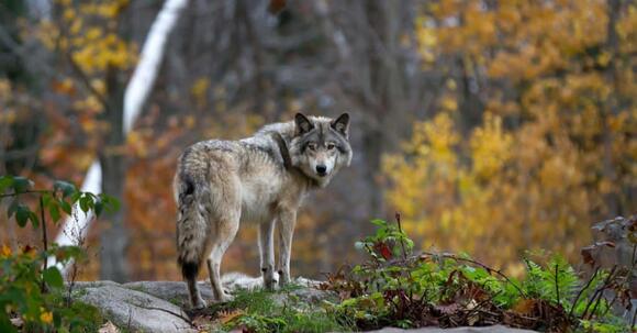 How Fast Are Deer? Top Speeds and How It Compares to Its Predators ...