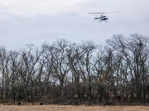 How Kansas went to war against feral pigs and won - NewsBreak