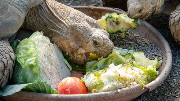 How to Create a Bioactive Habitat for Your Exotic Pet - NewsBreak