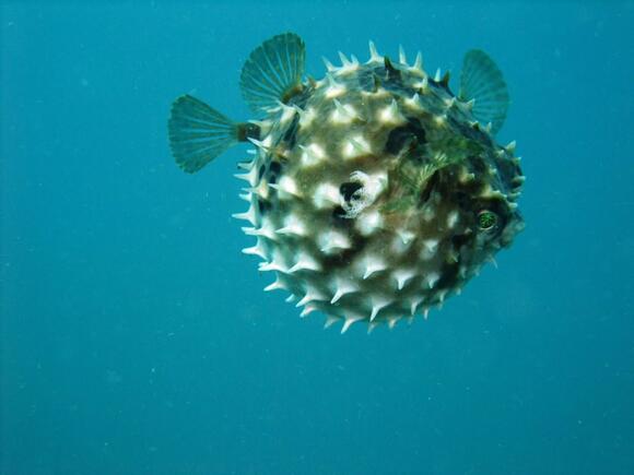Why Pufferfish Inflate When Threatened - NewsBreak