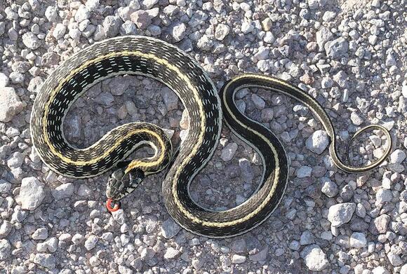 9 Striped Snakes in Texas: Complete Identification Guide With Photos ...