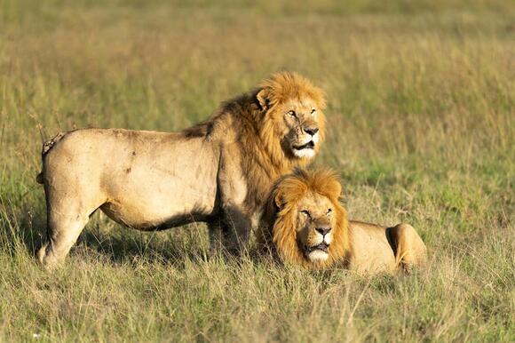 How Big Cats Evolved Their Powerful Hunting Abilities - NewsBreak