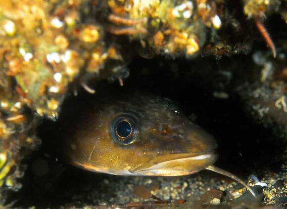 14 Types of Cod Fish Ranked by Size - NewsBreak