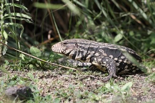 What Animals Are Illegal To Own In Alabama 