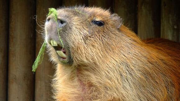 What a Capybara’s Teeth Say About Its Diet - NewsBreak