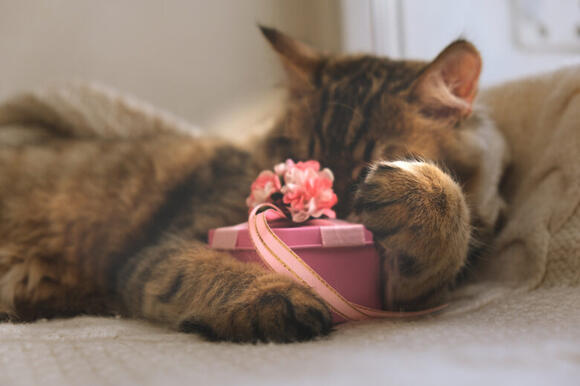 America’s most cat-obsessed states - NewsBreak