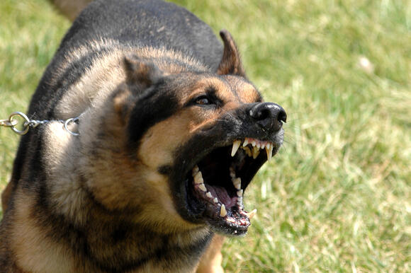 8 Ways To Stop Your Neighbor’s Dog From Excessive Barking - NewsBreak