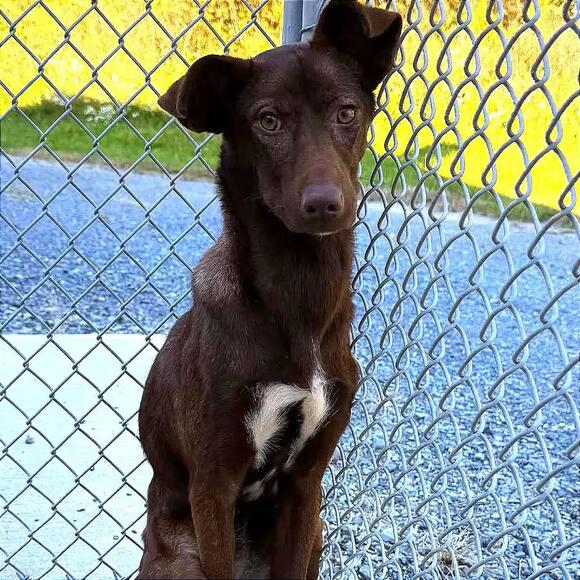 🐶 Playful Lab & Golden Mix Dogs Ready for Adoption in Marion, VA ...