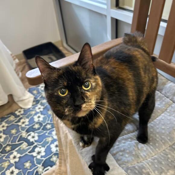 🐱 Gentle Bedford Cats Ready for Adoption and Loving Homes - NewsBreak