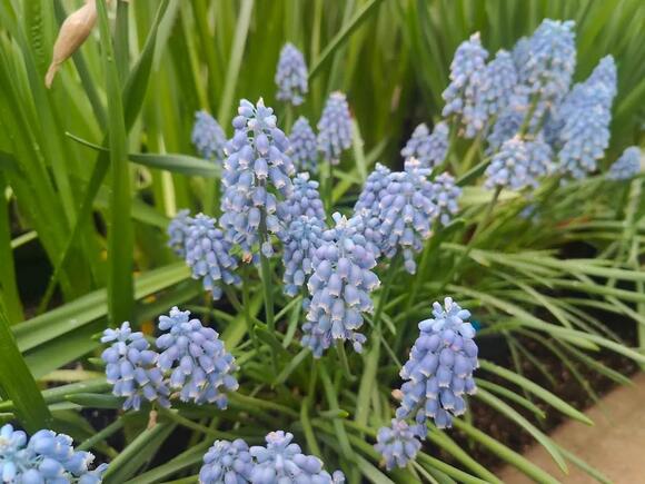 Lesser-known spring flowering bulbs add charm to your flower beds ...