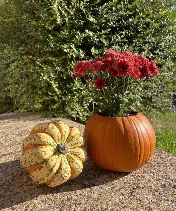 The DIY Pumpkin Plant Pot Trend That's Bringing an Unexpected Twist to ...