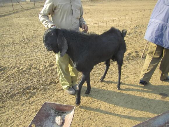 10 Largest Goat Breeds in The World - NewsBreak