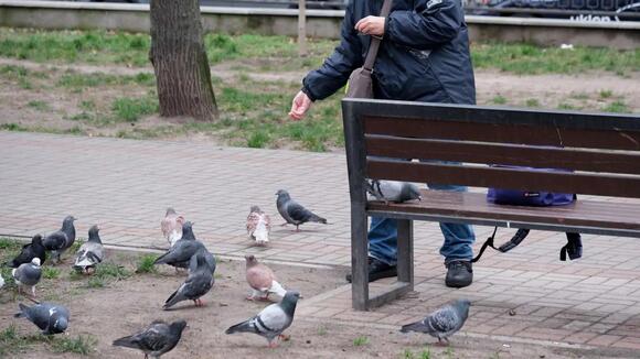 Chicago officials say billionaire paid workers to scatter 'luxury' nuts ...