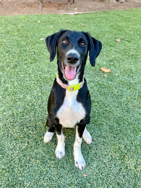 🐶 Gentle, Playful Dogs Ready for Adoption in Chico, CA - NewsBreak