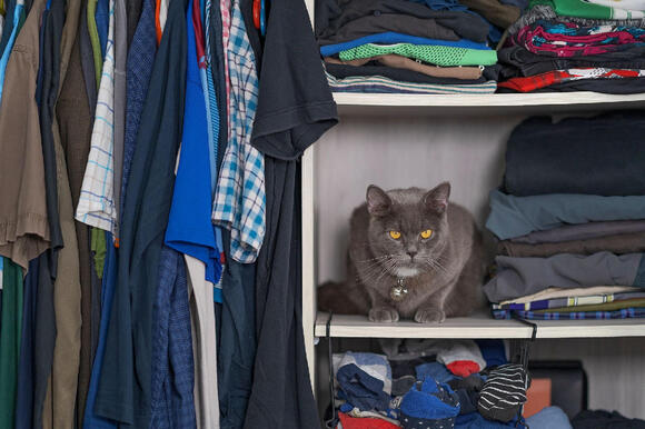 14 Hiding Spots Cats Choose When They Feel Unwell - NewsBreak