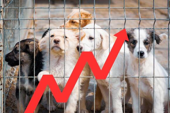 Rising Animal Cruelty Cases Spark Action In Upstate New York - NewsBreak