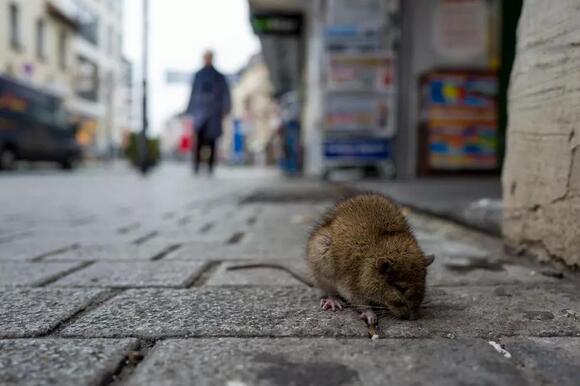 Boise Has A Rat Problem, And No One Is Doing Anything - NewsBreak