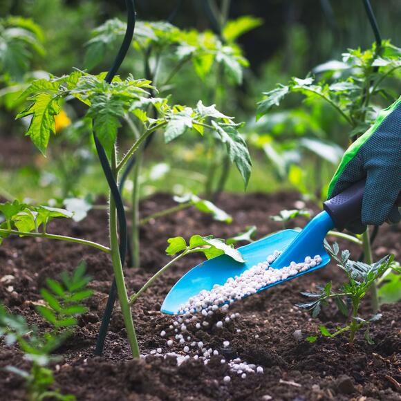 The Ultimate Tomato Fertilizer Guide: How to Feed Tomatoes for a Bigger ...