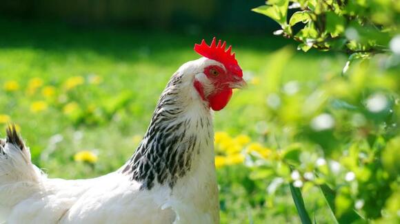 8-chicken-breeds-great-for-beginners-newsbreak