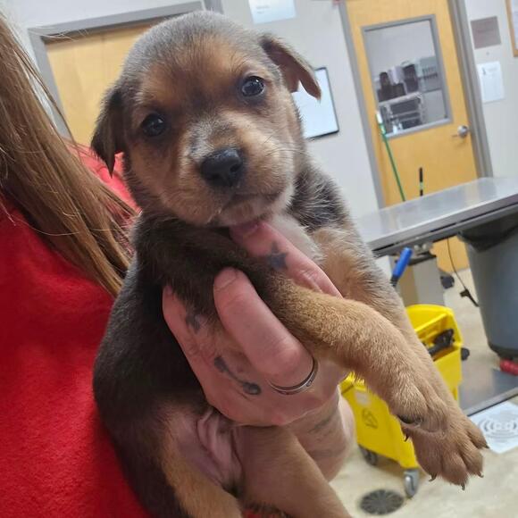 🐶 Playful, Gentle & Loyal Dogs Ready for Adoption in Tupelo - NewsBreak