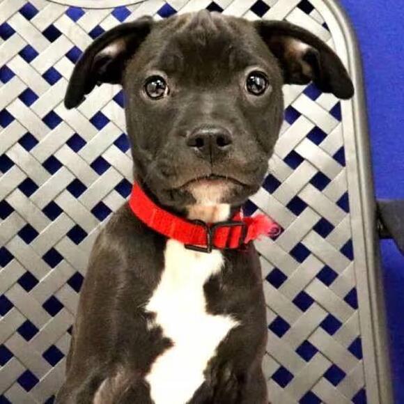 🐶 Sweet Midland Dogs Ready for Adoption and New Homes - NewsBreak