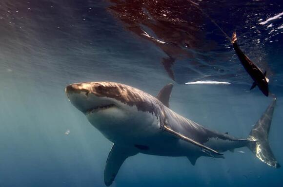 The Largest Great White Sharks Ever Found Off Maryland Waters