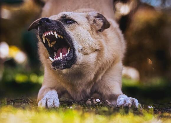 Photo inspiration: Picture Idea: Dangerous Dog Declaration In Washington What Every Owner Needs To