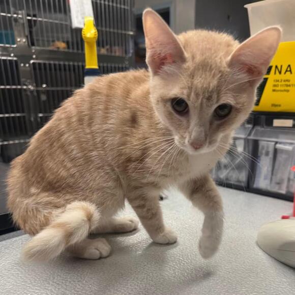 🐱 Playful Spokane Kittens & Cats Ready for Adoption Now - NewsBreak