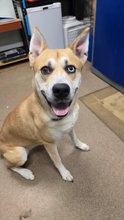 🐶 Playful, Loyal & Loving Dogs Ready for Adoption in Blackwood - NewsBreak