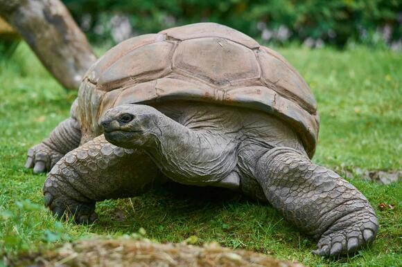 13 Longest Animal Lifespans Ever Recorded - NewsBreak