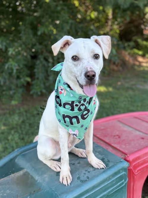 🐶 Gentle, Goofy & Playful Dogs Ready for Adoption in Spring Lake ...