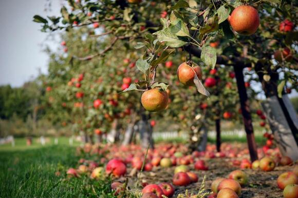 This Wisconsin Apple Orchard Is Among America’s Top 10 - NewsBreak