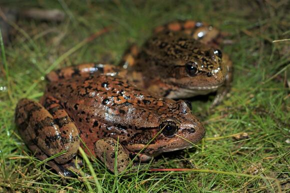 What Animals Eat Newts? Predators Explained (Snakes, Birds, Fish & More ...