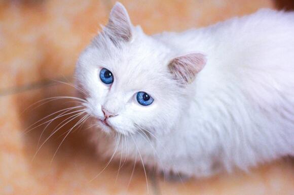 12 Unique Fur Patterns Found in Domestic Cats - NewsBreak