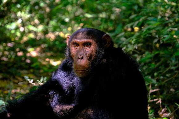 Behind the Scenes: Training Real Animals for Film - NewsBreak