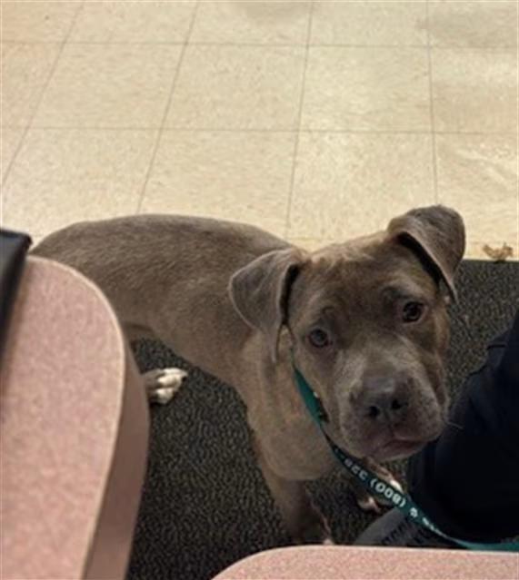 🐶 Playful & Loving Dogs Ready for Adoption in Springfield, IL - NewsBreak
