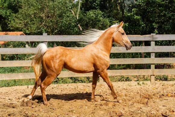 21-horse-breeds-equine-vets-quietly-warn-new-owners-away-from-every