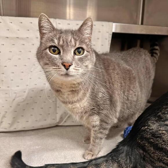🐱 Gentle Shelter Cats in Hailey Looking for Loving Homes - NewsBreak