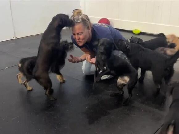 'These dogs are lucky': 24 dogs rescued from abandoned lot - NewsBreak