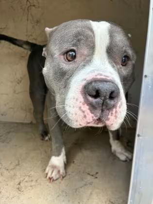 🐶 Playful Pitties & Shepherds Ready for Adoption in Gainesville - NewsBreak