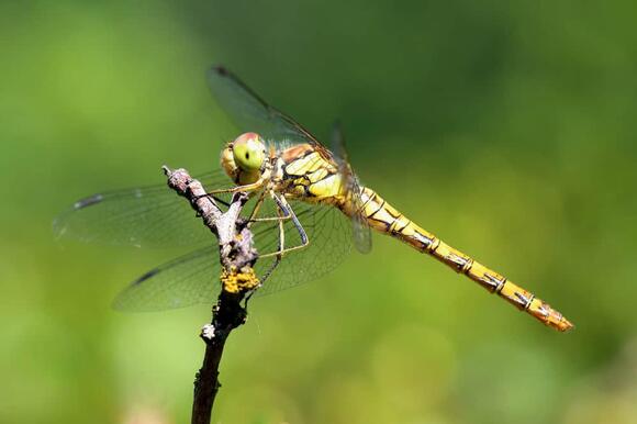 The Fastest Insect in the World Moves Faster Than a Jet Engine - NewsBreak