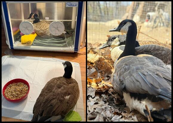 Injured Geese Recover Side by Side in Heartwarming Wildlife Rescue ...