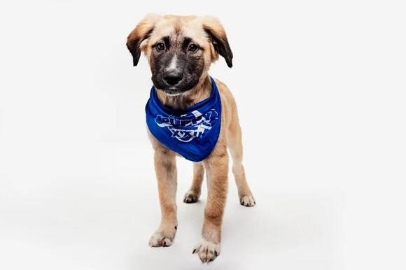 Puppy Bowl XXII: Meet Team Ruff’s and Team Fluff’s representatives from ...